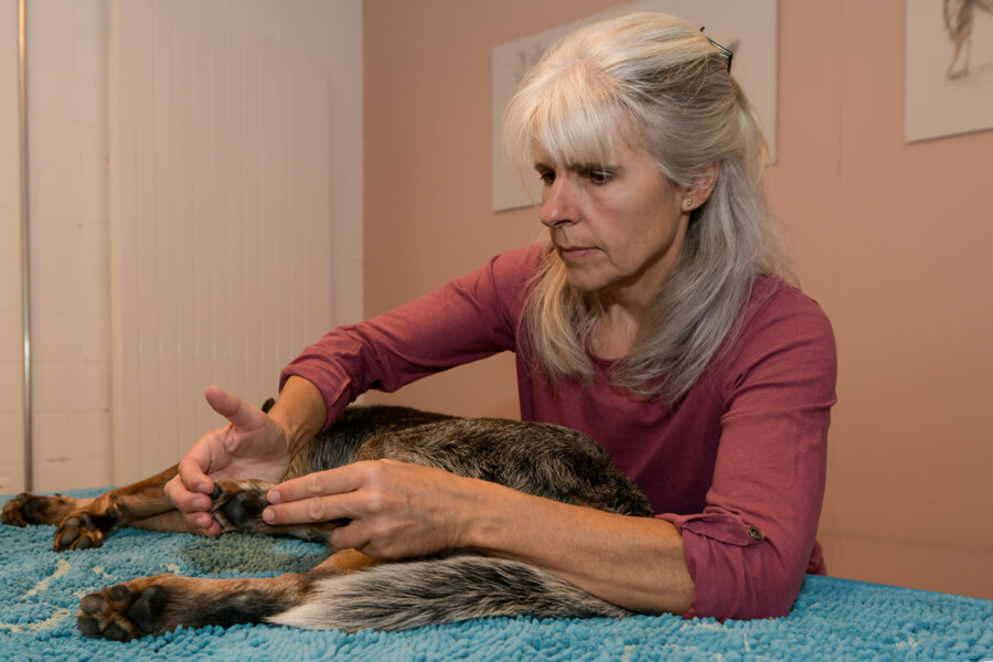 Sandra Boucek kontrolliert den Bewegungsablauf der Pfote des Hundes